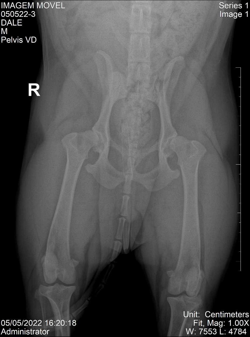 Displasia Coxofemoral em Pastor Alemão